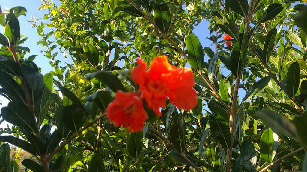 Botanical Park and Gardens of Crete near Chania