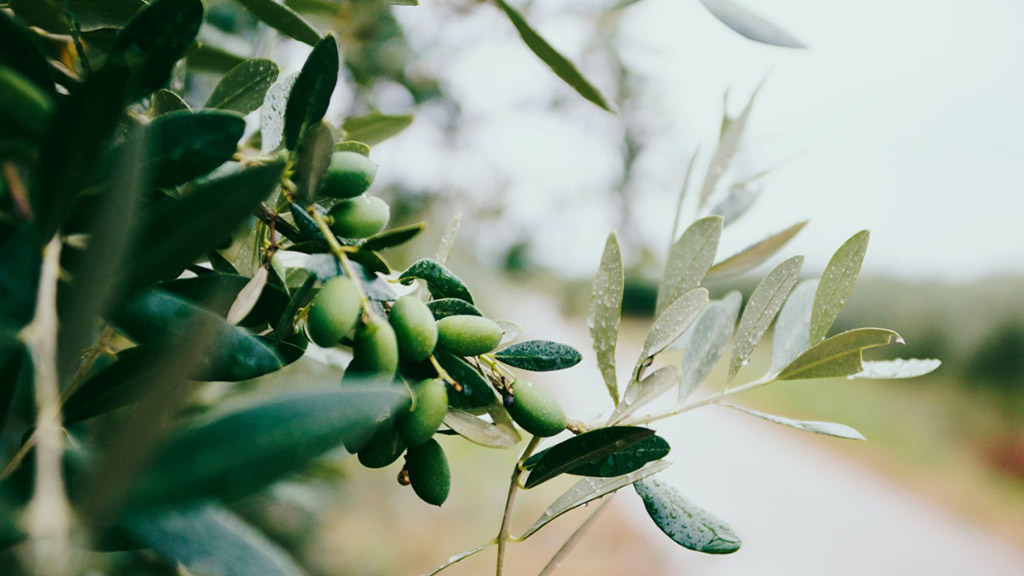 Cretan olive oil production near Chania