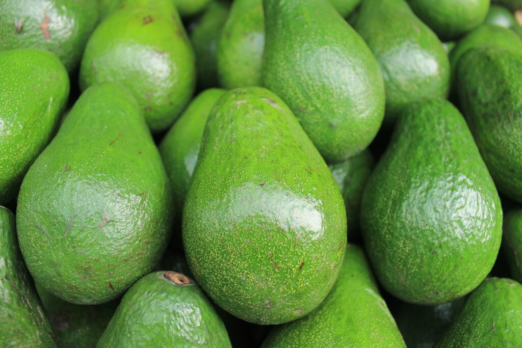 Avocado trees at the Physis Villas farm in Agia, Chania