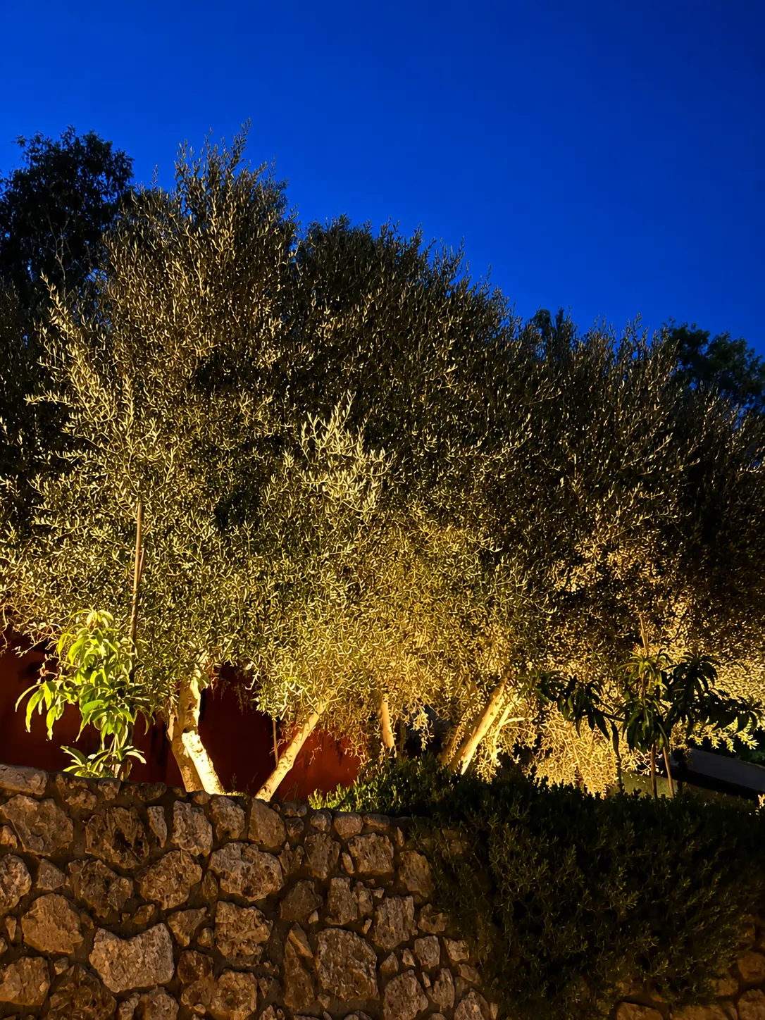 Illuminated olive trees in the garden of Villa Erato at night, Physis Villas Chania